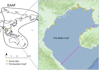 Identifying the wetlands of international importance in Beibu Gulf along the East Asian – Australasian Flyway, based on multiple citizen science datasets